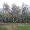 Βαρύ κλάδεμα μετά τη συγκομιδή σε ελαιόδεντρα ποικιλίας Κορωνέικη